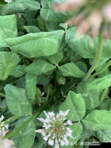 三叶草 gw2419：神秘的植物密码