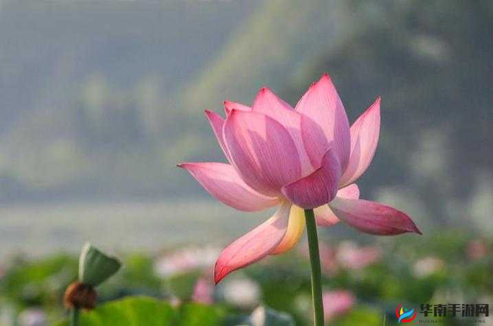 女性半夜莲花开寓意之探索