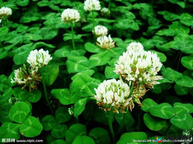 M 开头的三叶草：探索未知的奥秘