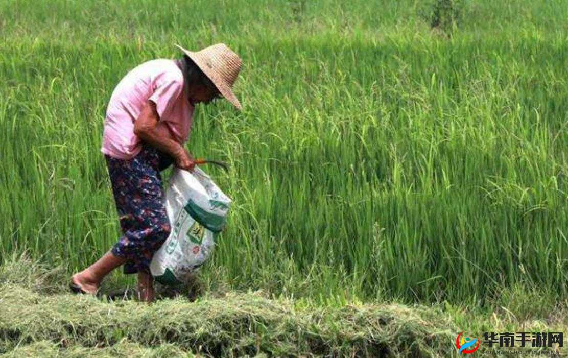 儿子耕种母亲的田地：爱与传承