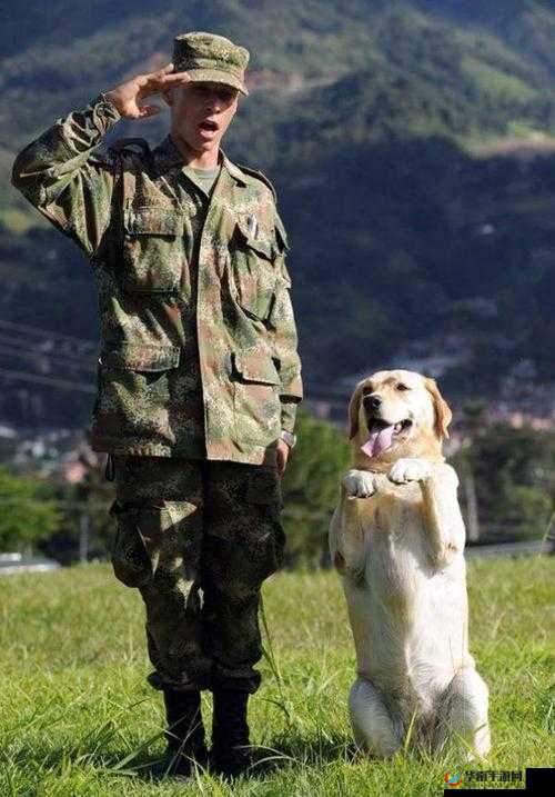 篮球队专用犬阿翔：忠诚的伙伴