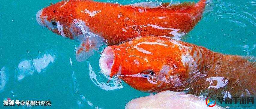 锦鲤吸水的正确方式：技巧与要点