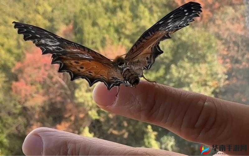 采蜜 by 蝴蝶不是鸟：甜蜜的旅程