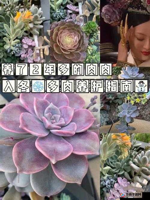 皇家共享小公主多肉养护指南