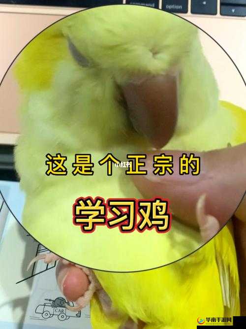 霸：鸡上的学霸生活