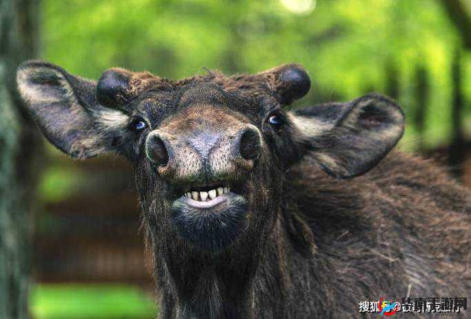 欧洲 vodafoneWifi 狗：全新功能与体验