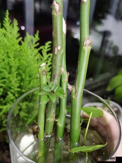 日本 72 种扦插方式：揭秘植物繁殖的奥秘