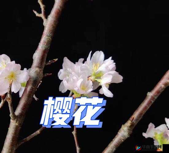 请用你的手打扰我樱花:一段浪漫的邀约