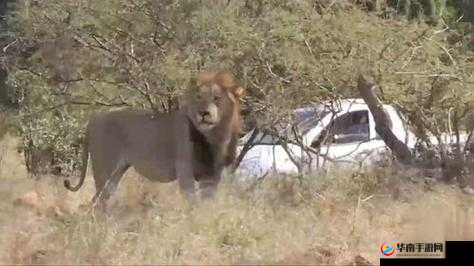 傻大壮长着像驴一样的东西究竟为何