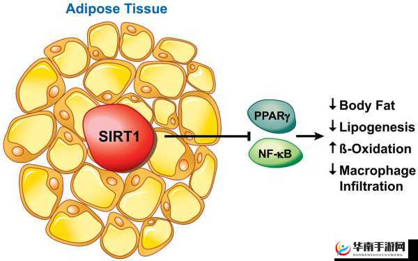 乐高无限投掷装置多种功能作用详细解析