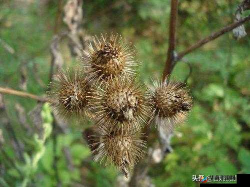口袋植物合成植物的实用方法技巧推荐及要点解析