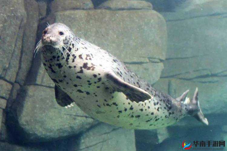 探索神秘花园：base.apk 安装包的奇妙世界