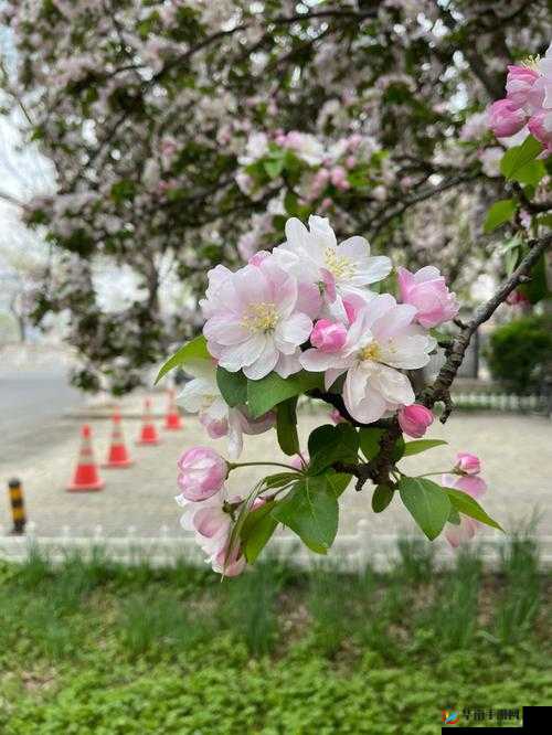 舍友长出了花怎么办海棠：探寻奇妙现象之谜