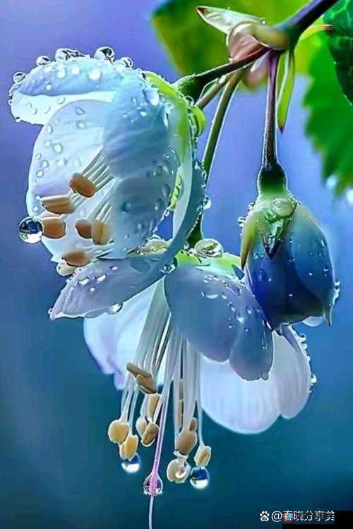 强制解锁海棠背后的秘密