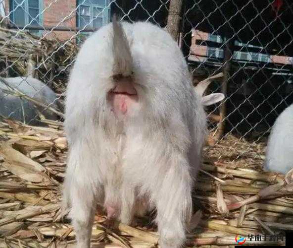 日山羊会有事吗？会有怎样的结果呢