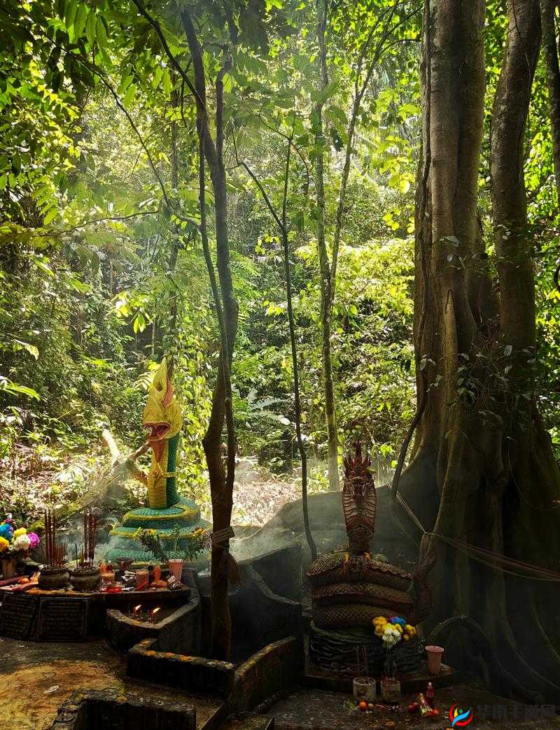 仙踪林 19:探寻神秘之地的足迹