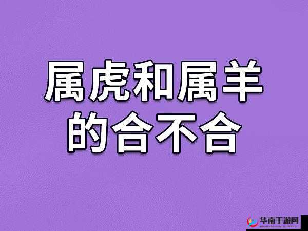 人一般配几只羊：科学养殖的数量奥秘