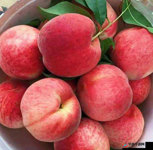 巨无霸水蜜桃 2:多汁香甜的水果之选