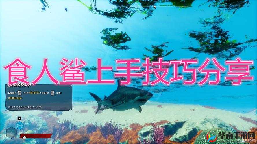 食人鲨速成指南:掌握高效上手技巧