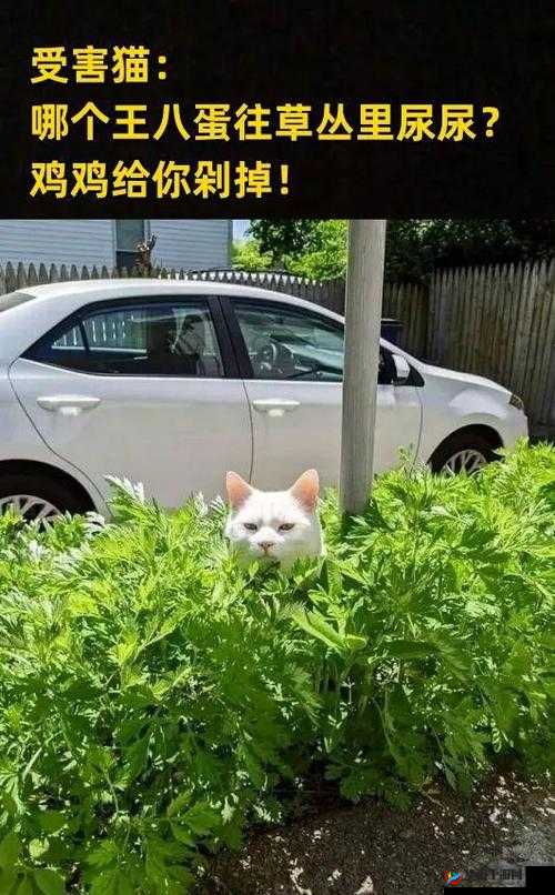 有猫病系列：猫咪搞笑日常，趣味生活点滴
