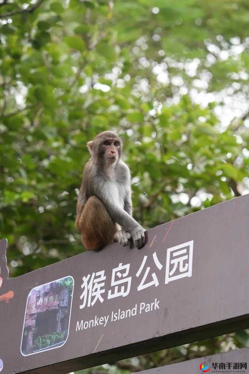 岛屿幸存者中猴子的身份是什么以及怎样让其跟随玩家
