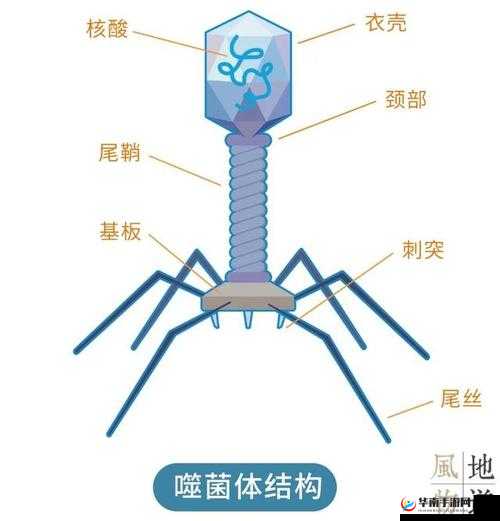 深度解析吞噬病毒安装及配置步骤指南