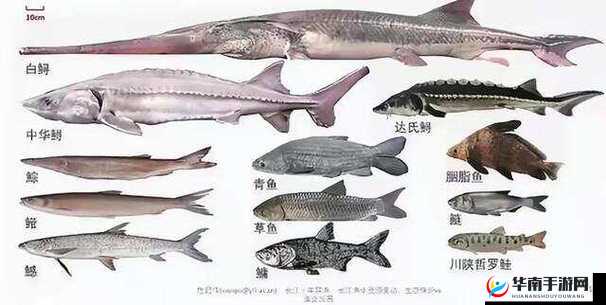 动物夜市设备安装与配置指南：从基础到高级的全面说明手册