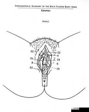 女性莲花开症状图片：生殖系统疾病的警示