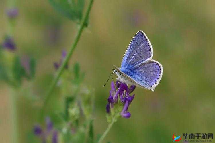 日本电影三叶草的春天观后感：青涩之恋，纯真美好