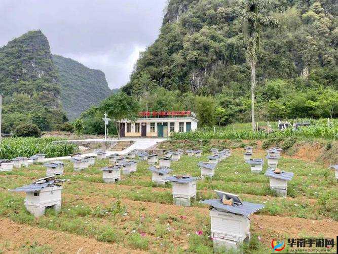 养蜂达人：甜蜜事业背后的秘密武器