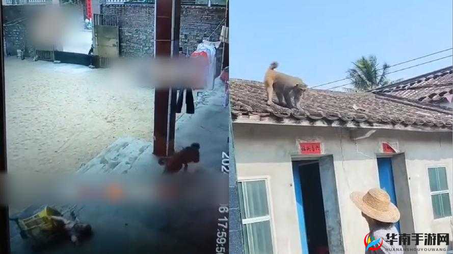 二人生猴子全程不盖被子:探索奇妙之旅