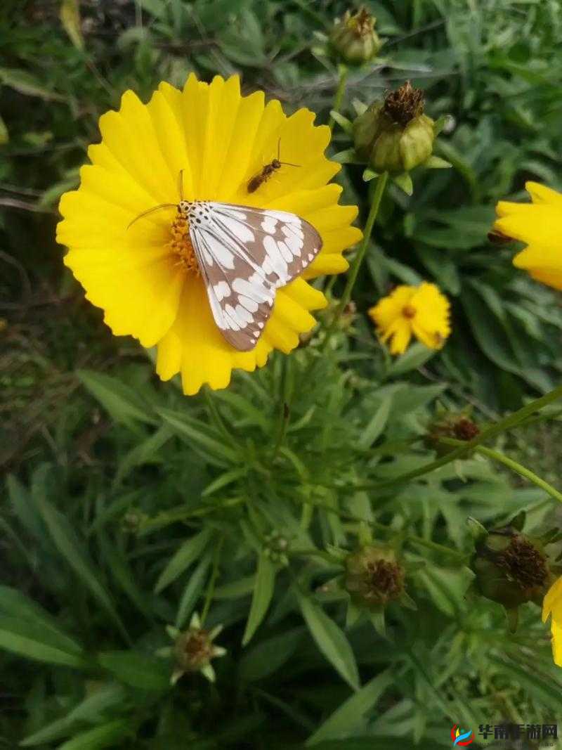 采蜜：蝴蝶不是鸟的甜蜜之旅