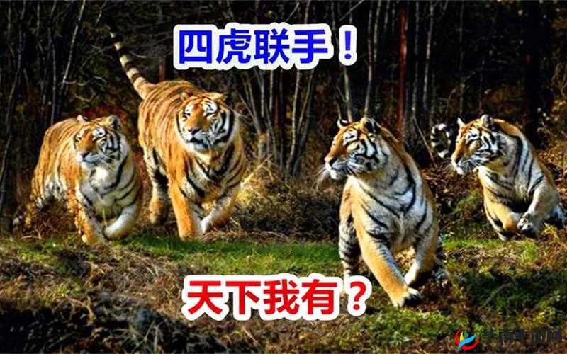 二虎你真厉害还是灵姐厉害:谁更胜一筹