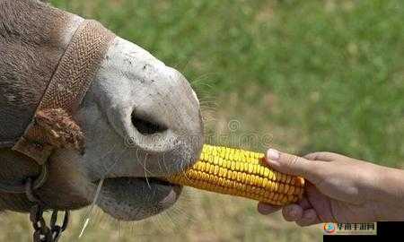 傻大壮长着驴一样的东西是什么：揭秘真相