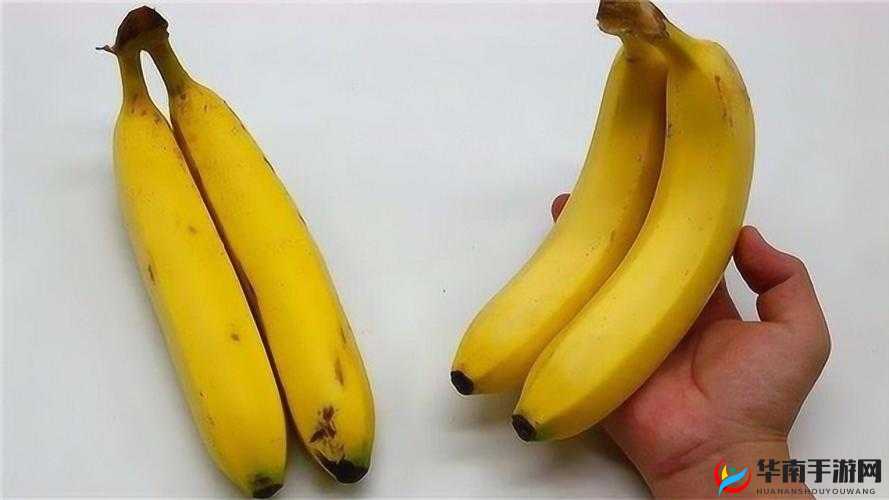 香蕉十八度和二十三度的区别：温度对香蕉的影响