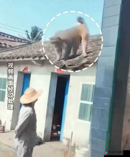 人生猴子全程不盖被子：探索未知的冒险之旅