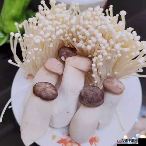 蘑菇成品人与精品人哪个更好