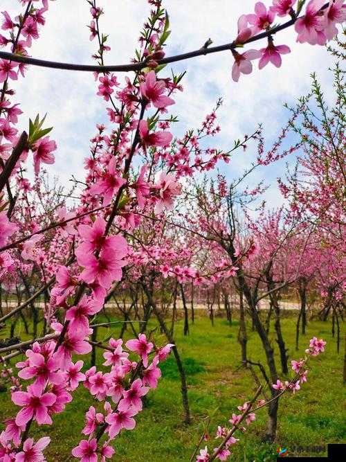 探索母亲桃花源的作文范文：寻心灵归宿