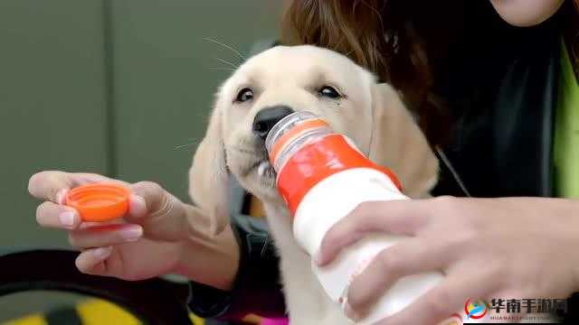 饿了：要吃大肠喝牛奶