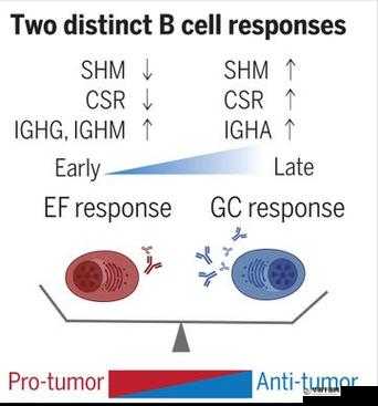 B 与 B 不同区别：深度解析其差异成因