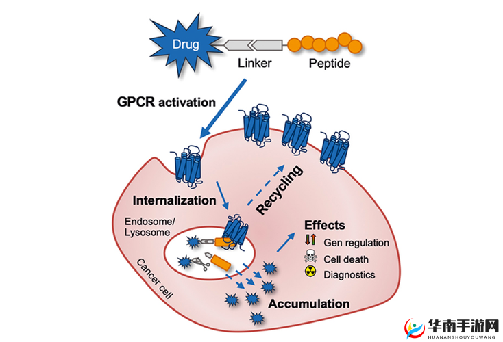 药效 1v2hpo 阅读：探索药物作用机制