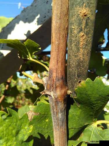 才一颗葡萄就疼成这样？原因令人咋舌