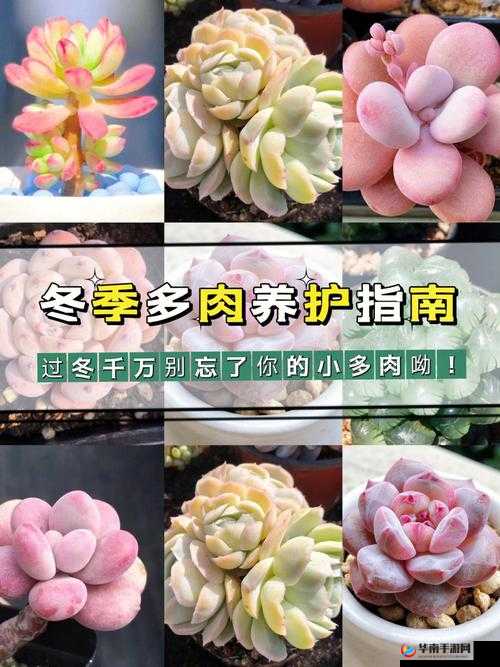 皇家共享小公主多肉养护技巧：简单易懂的养护指南
