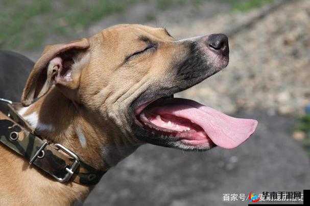 一边伸舌头一边快速喘气：难以抑制的激情