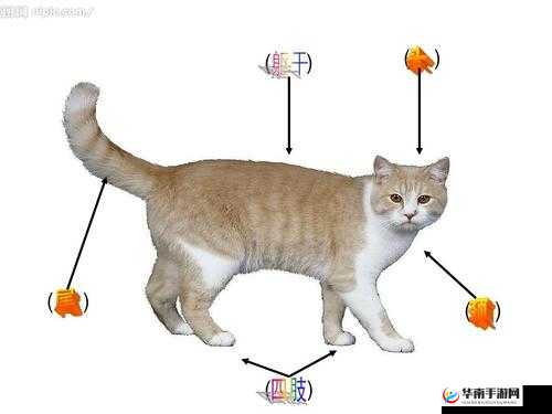 《疯狂跳跃猫安装与配置指南》
