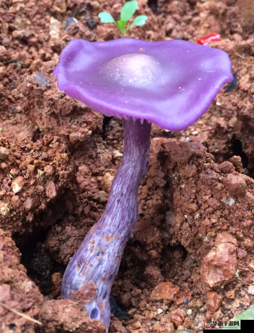 一种淡紫色蘑菇是否能吃的疑问