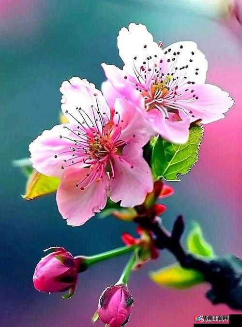 桃花盛开，春天的画卷就此展开：灿若云霞的花瓣，如梦如幻的花海，奏响了春天的旋律