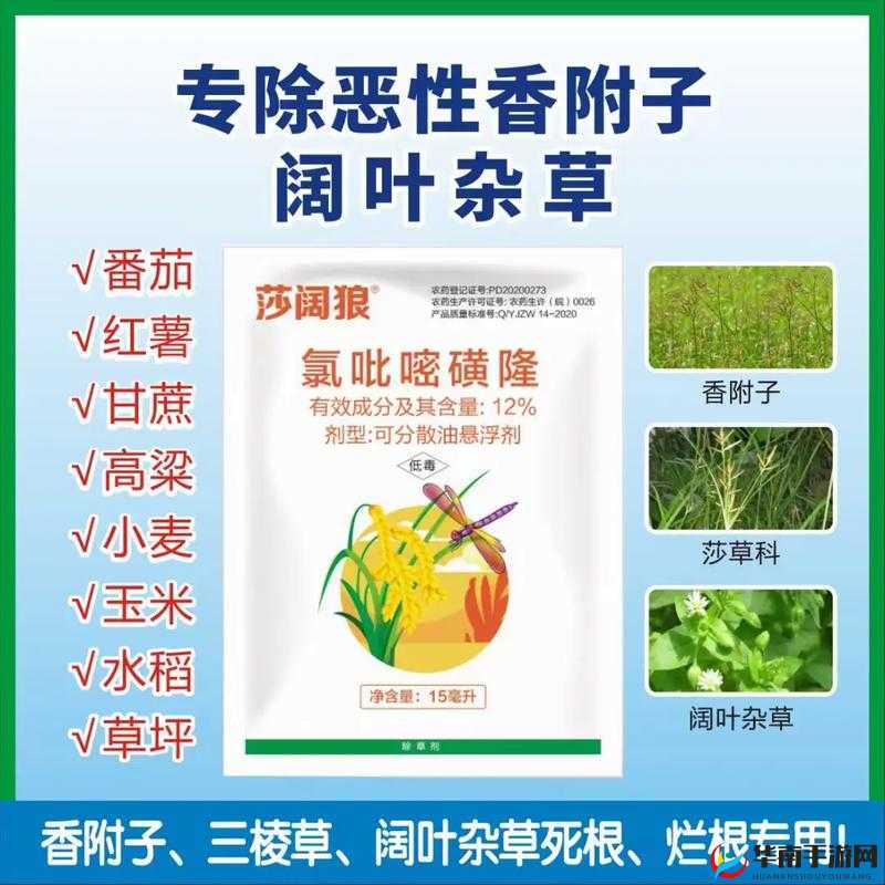 大枪草全家：是恶性杂草，危害极大