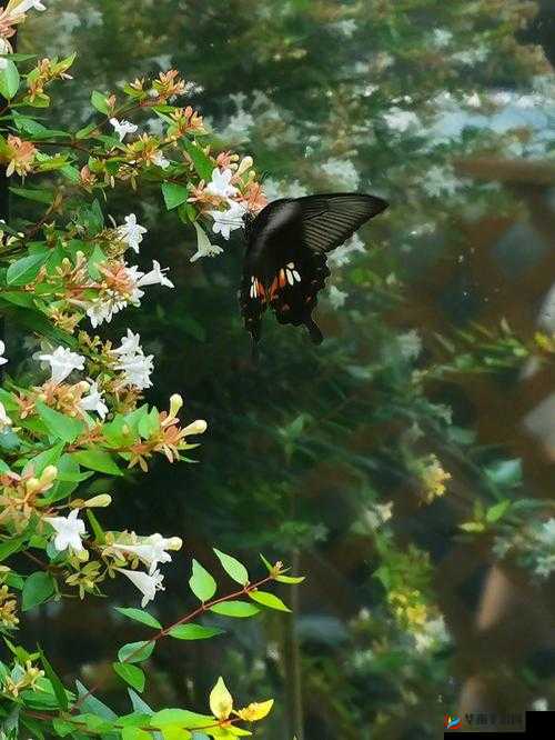 小花园是什么部位：探寻神秘所在