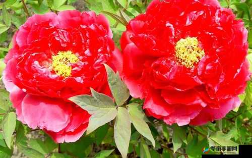 皇后 1V3 姜若:精彩对决震撼来袭